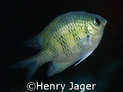 A simple nice shot of a sergeant to replace one of the tw... by Henry Jager 